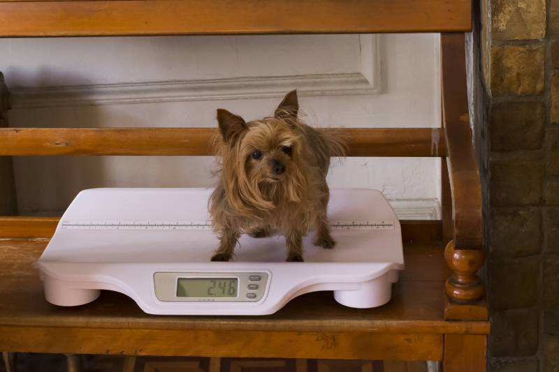 tiny yorkshire terrier dog on pet veterinary scale set on wooden bench