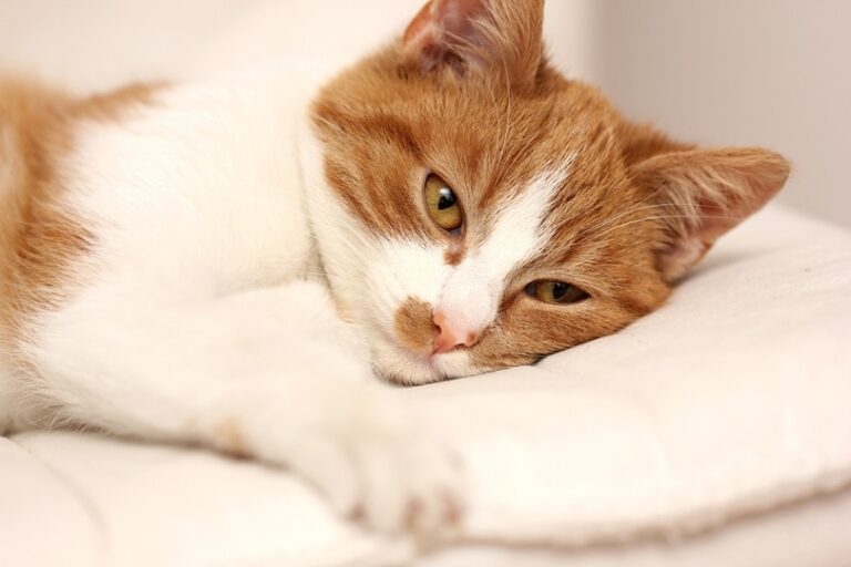 10 Home Remedies for Cat UTI: Vet Recommended Tips & Instructions | The ...