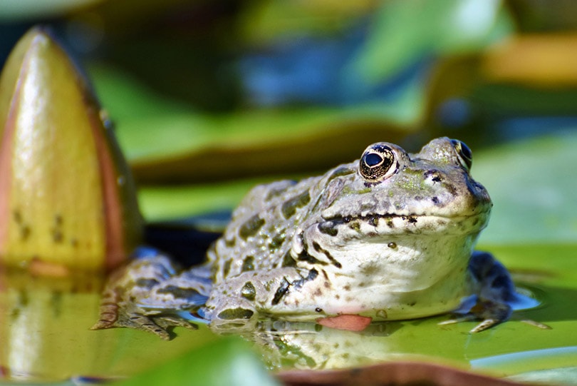 toad on a liliy pod