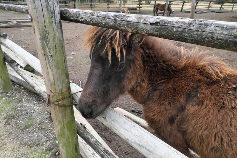 tokara horse in a ranch