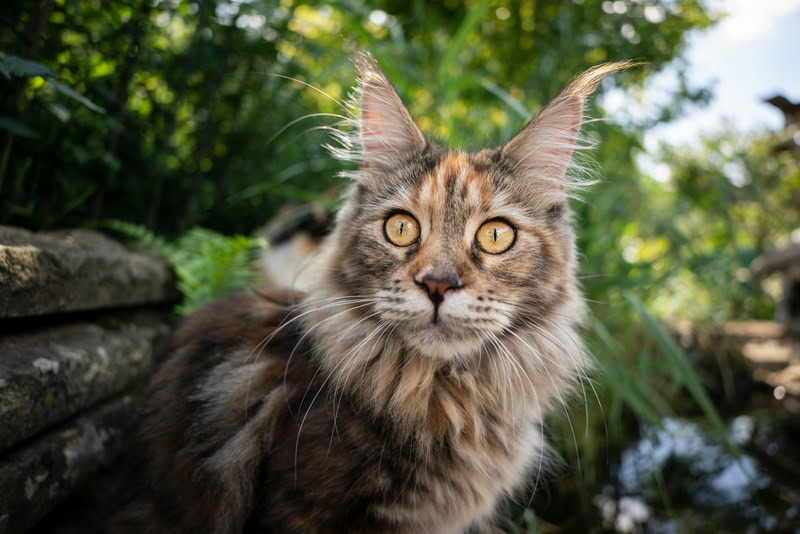 tortie maine coon outdoor