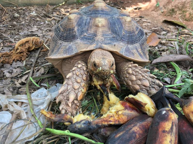 tortoise eating banana outdoors