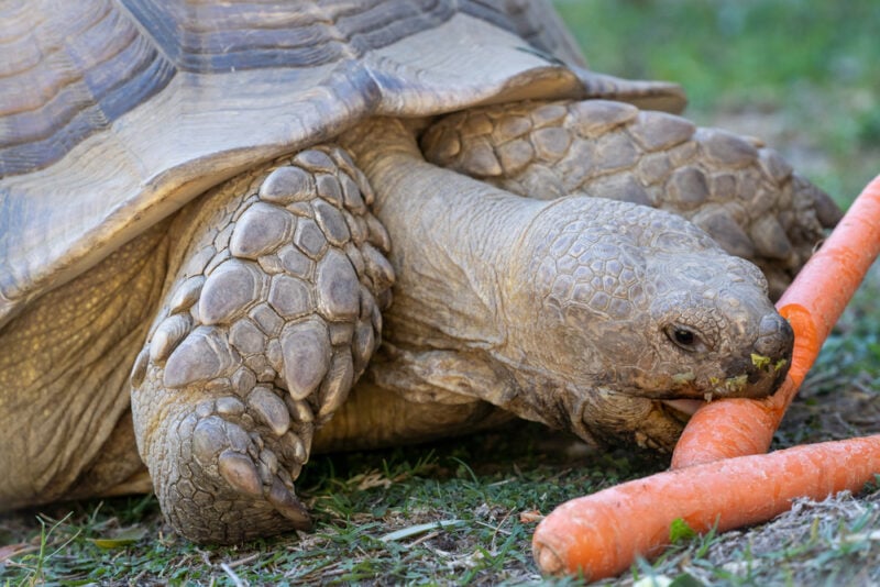 tortoise eating carrots