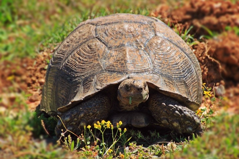tortoise eating grass