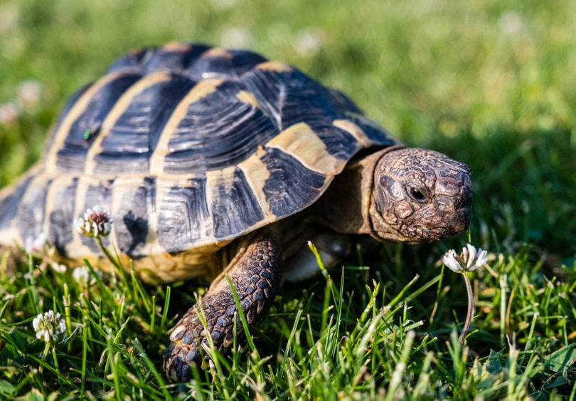 tortoise on grass