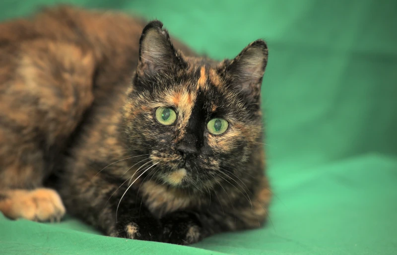 tortoiseshell American Shorthair cat on green background