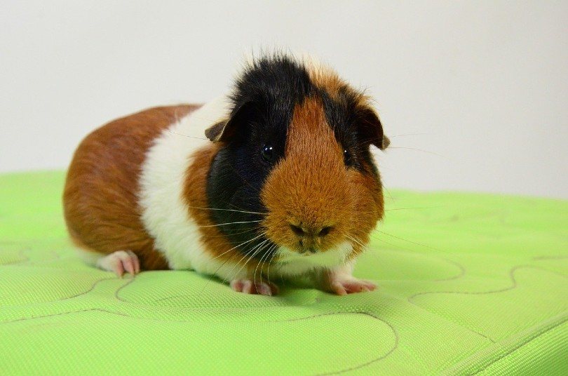 tortoiseshell and white guinea pig