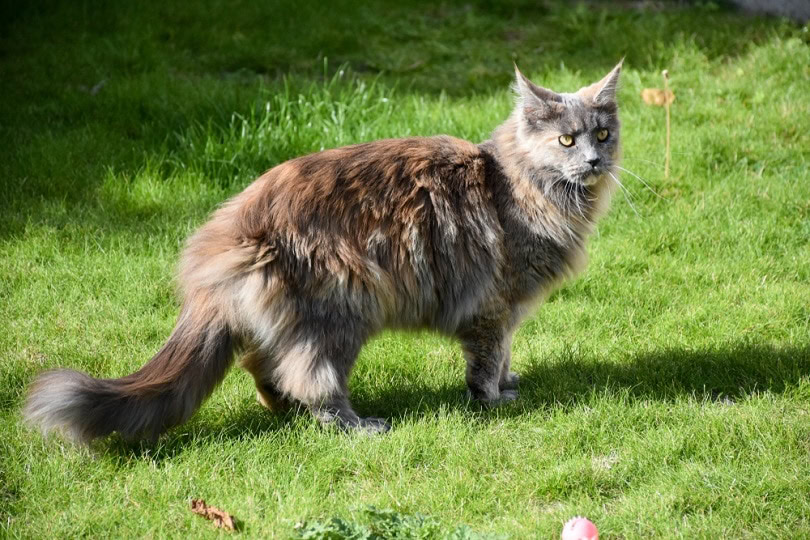 tortoiseshell blue smoke maine coon