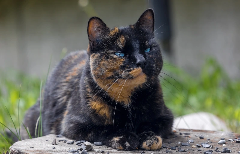 tortoiseshell cat resting on a stump