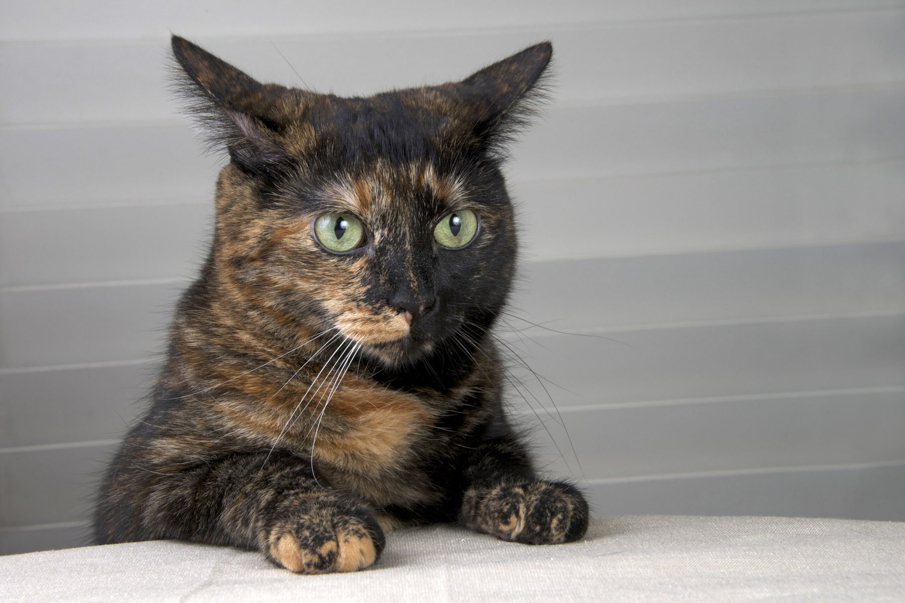 tortoiseshell cat sitting