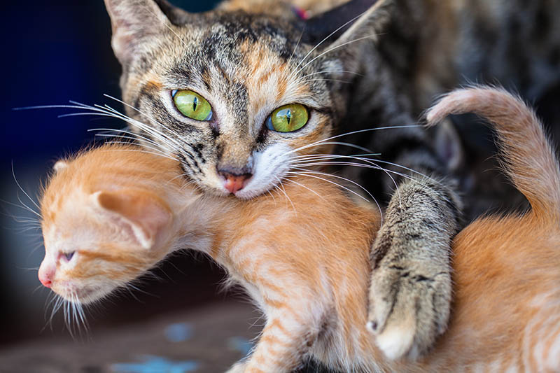 tortoiseshell mother cat biting an orange kitten in the neck
