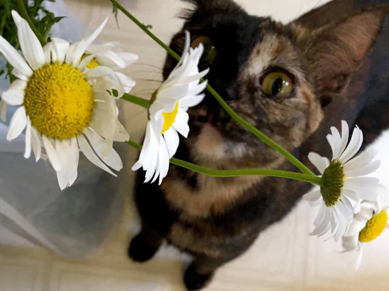 tortoiseshell munchkin cat sniffing white and yellow daisies