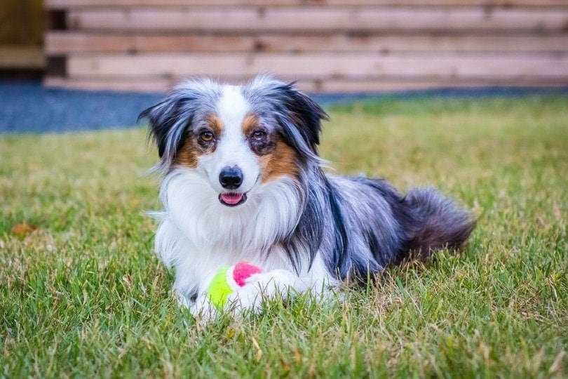 toy-australian-shepherd