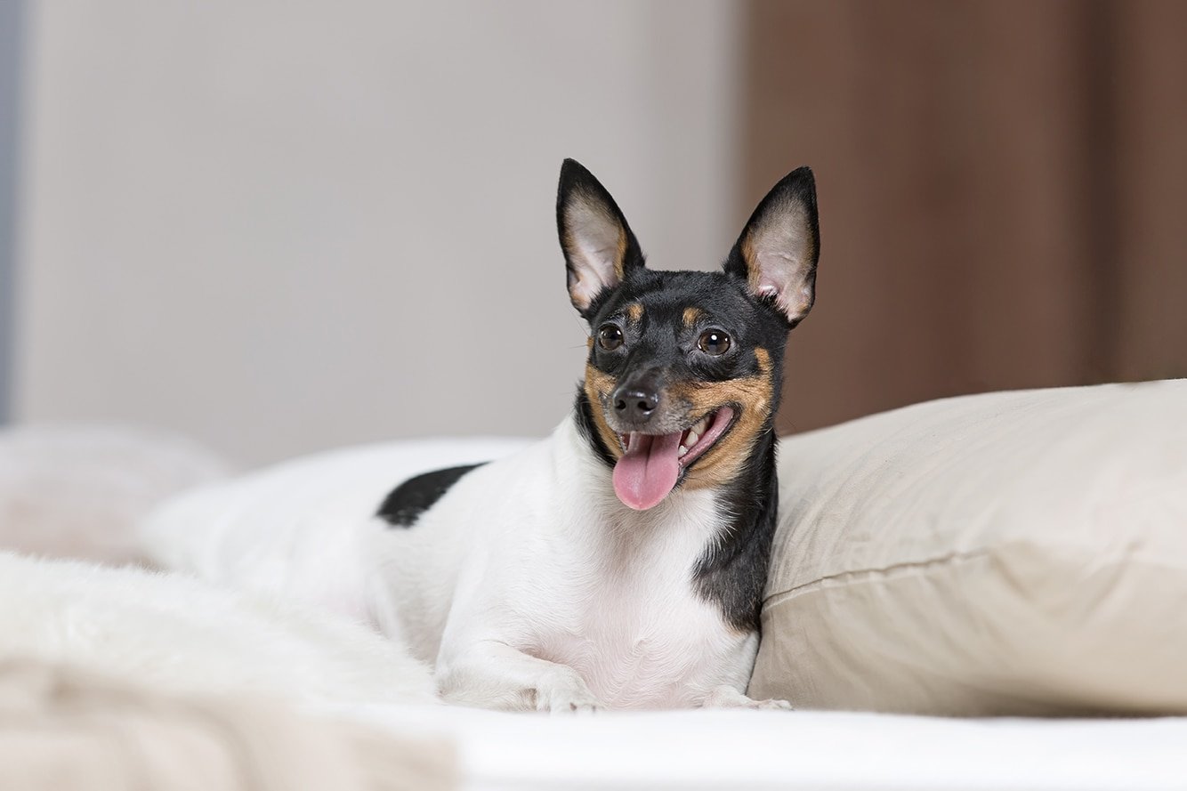 toy fox terrier in bed