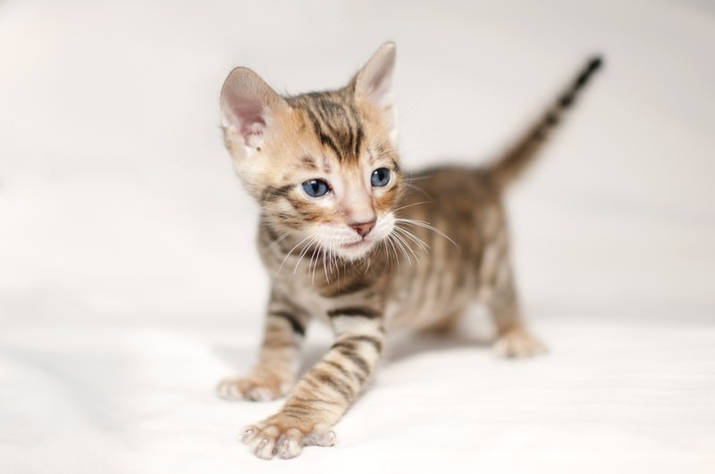 toyger kitten in white background