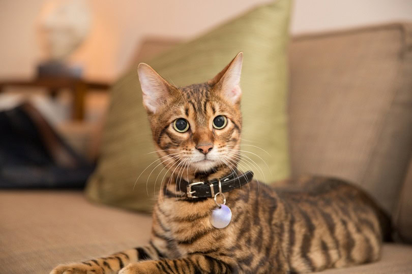 toyger kitten with collar