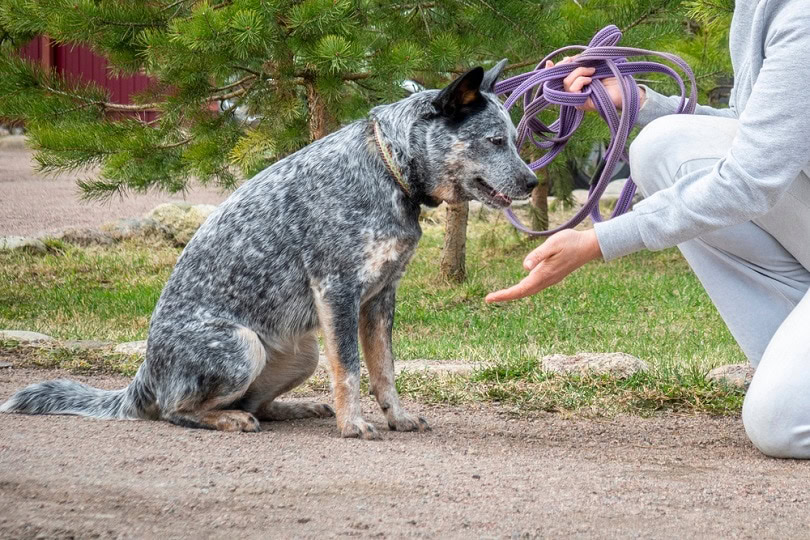 training Australian Cattle dog