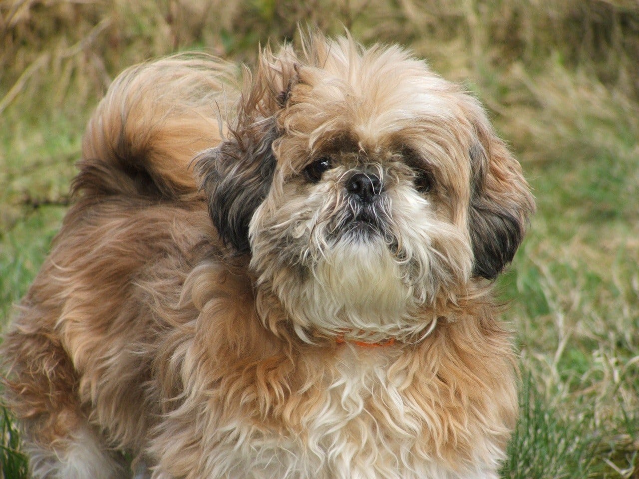tri-color Shih Tzu