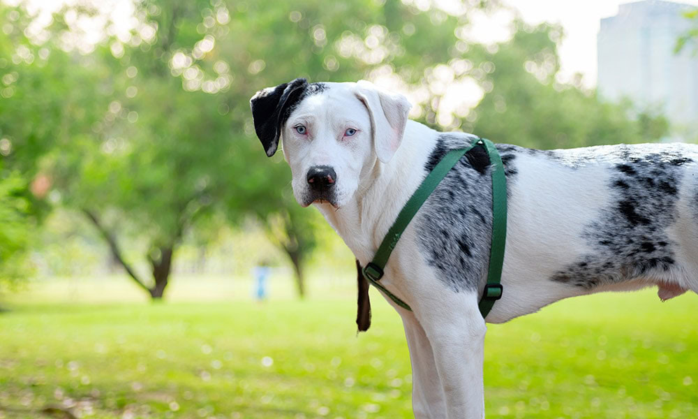 tricolored American Leopard Hound dog