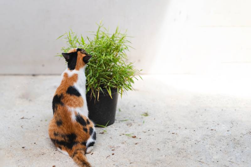 tricolored cat sitting on a concrete floor eating bamboo plants