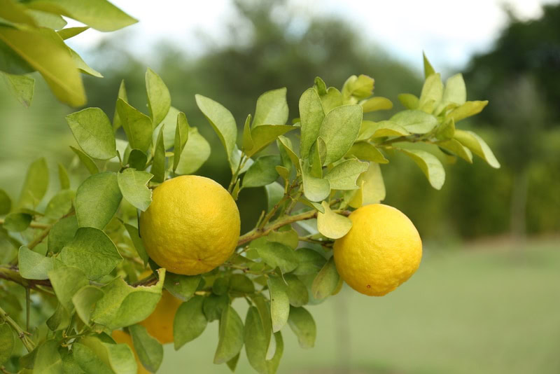 trifoliate orange