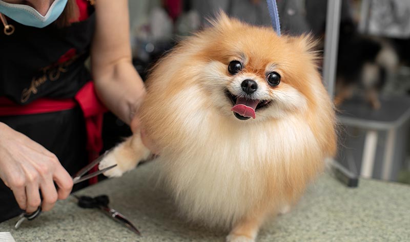 trijmming a paw of pomeranian