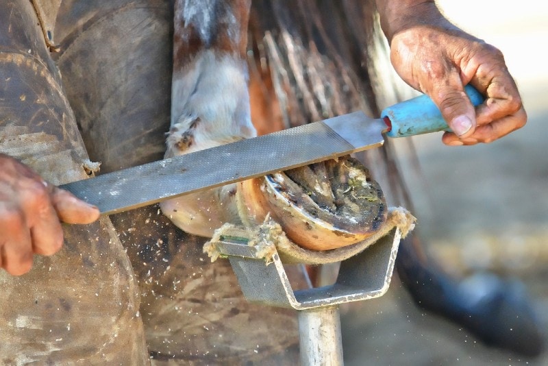 trimming horse's hoof