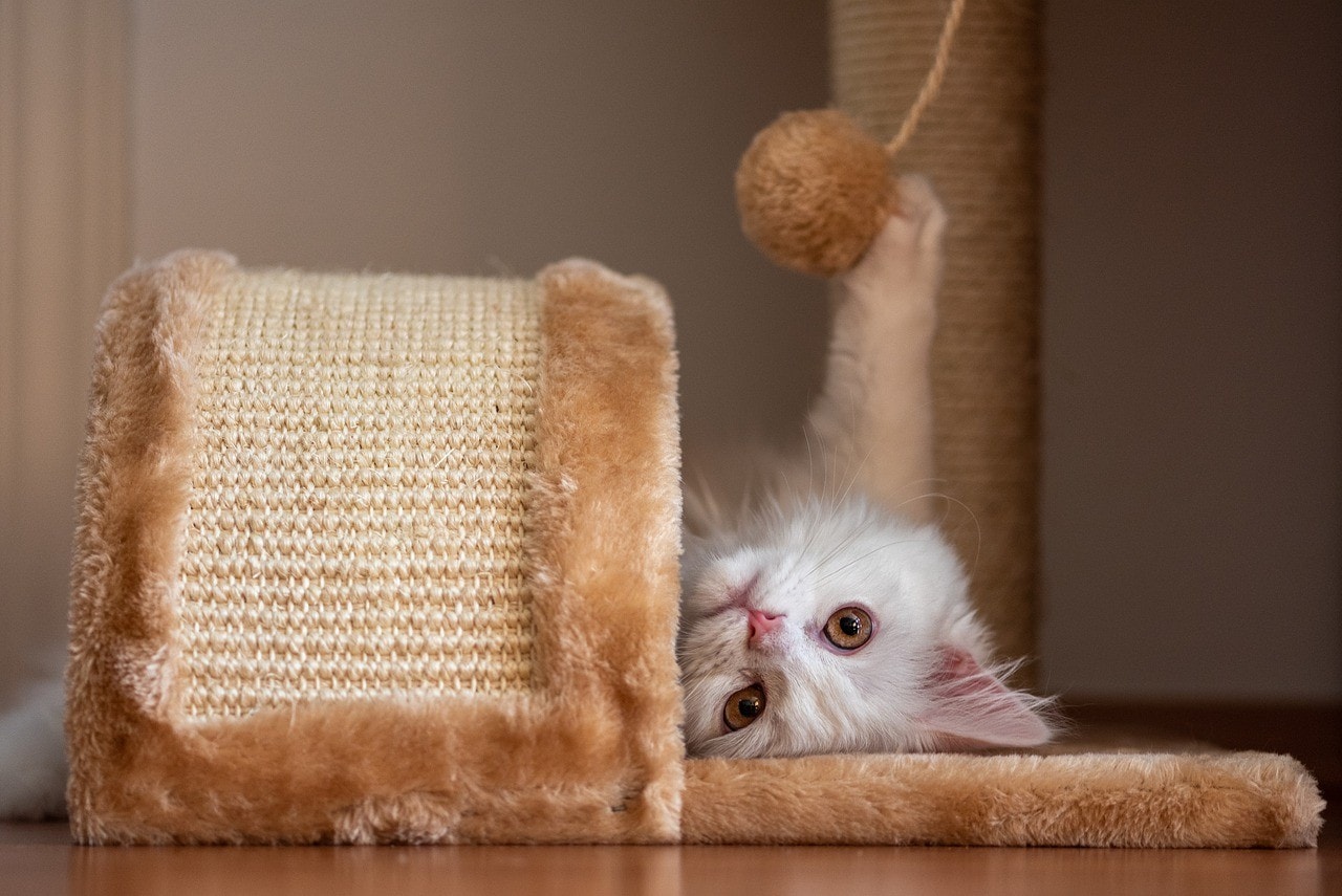 turkish angora playing