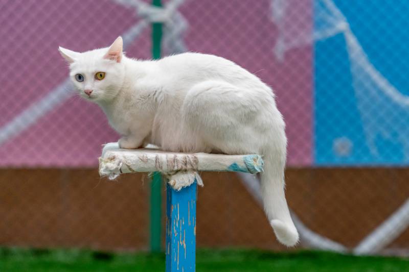 turkish van cat