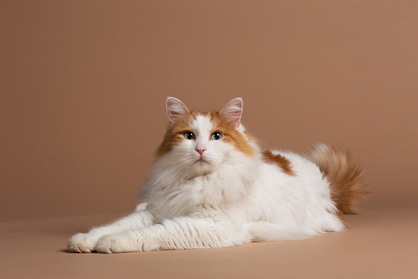 Turkish van