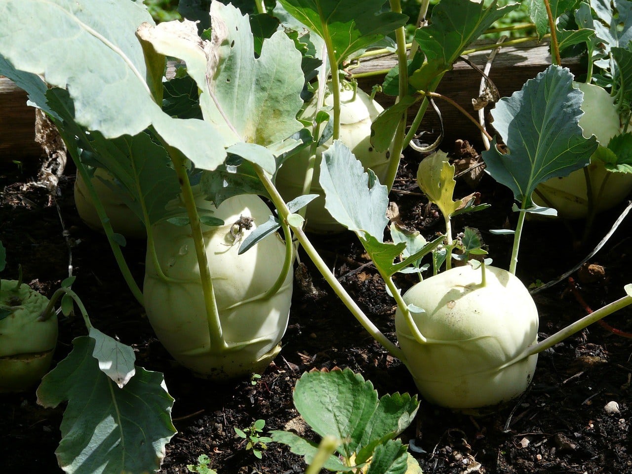 turnip plants