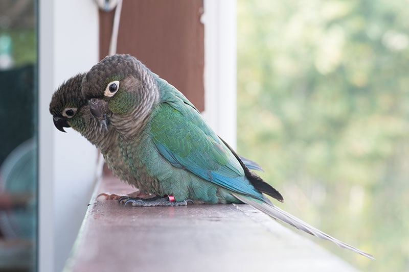 turquoise green-cheeked conure birds standing on a window