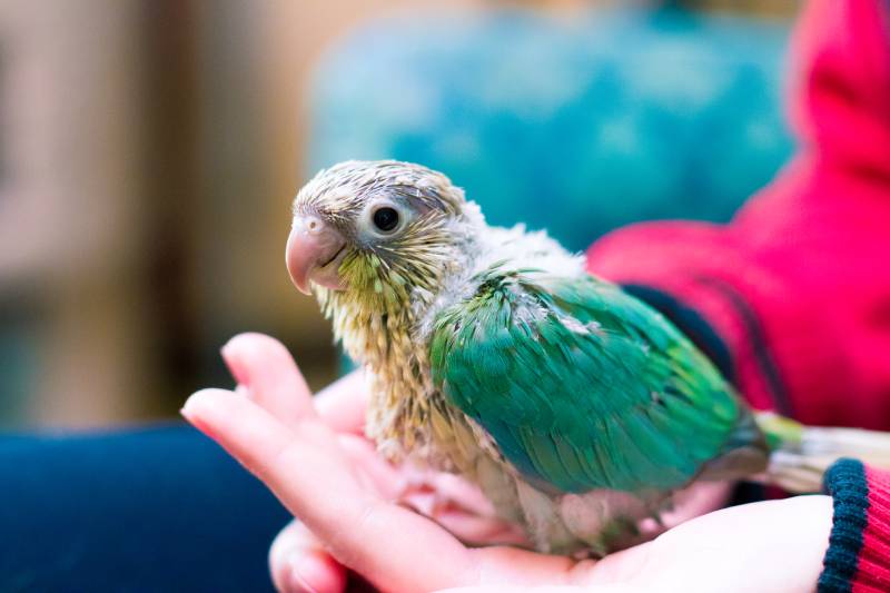 turquoise green cheeked conure