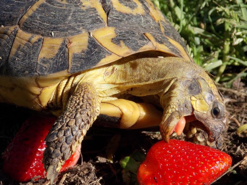 turtle eating strawberry