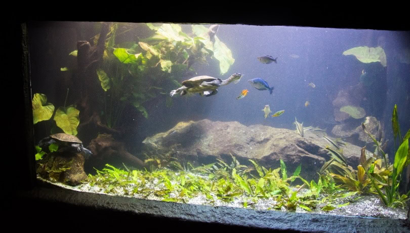 turtle and fish aquarium