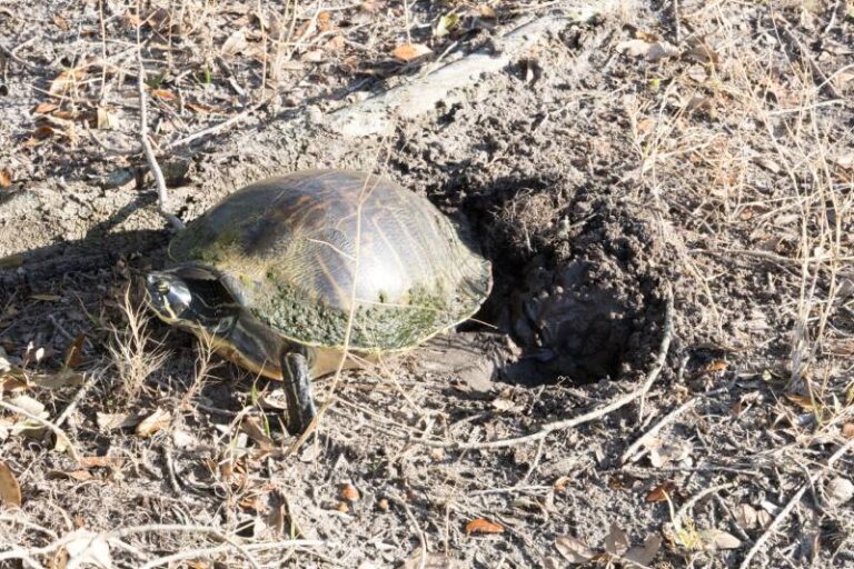 How Many Eggs Does a Turtle Lay at Once? Vet-Approved Facts | The Vet Desk