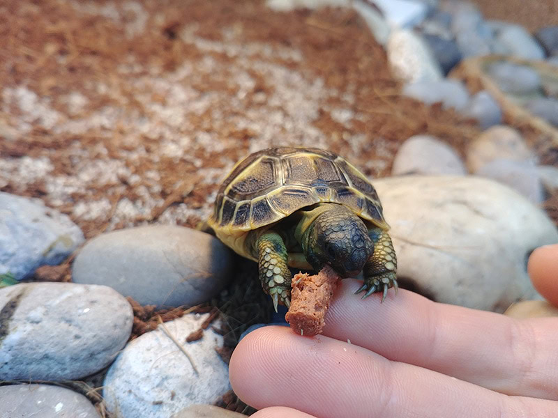 turtle eating pellet