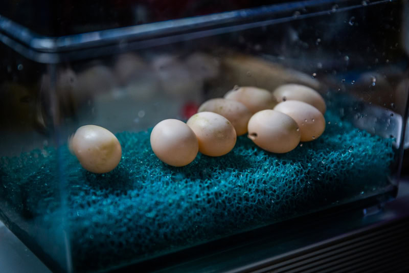 turtle eggs in a box