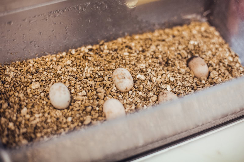 turtle eggs in box