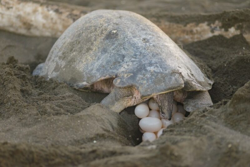 turtle eggs