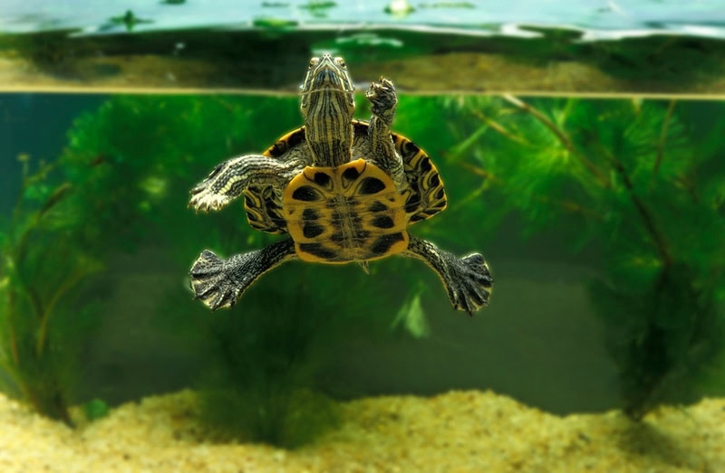 turtle in aquarium