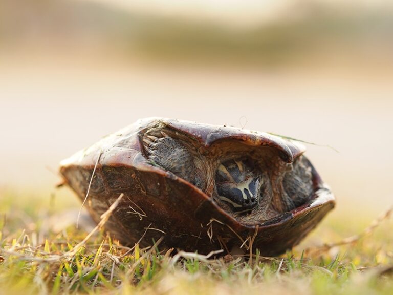 Can Turtles Flip Themselves Over? Facts & FAQ | The Vet Desk