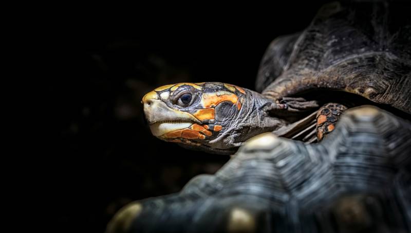 turtle on a dark background close up