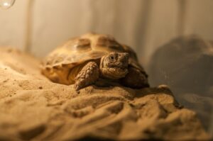 turtle on a substrate in a terrarium