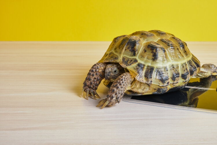 turtle on heating pad