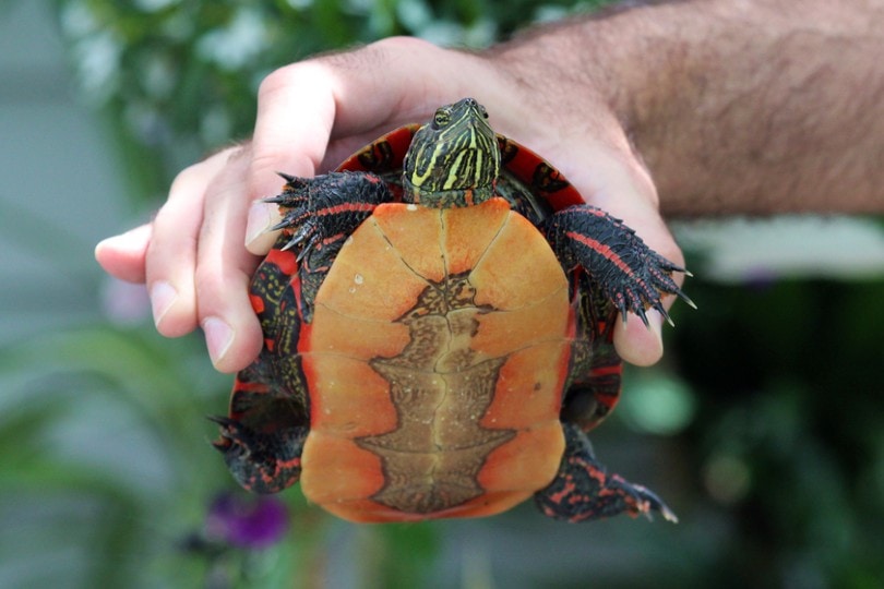 turtle plastron