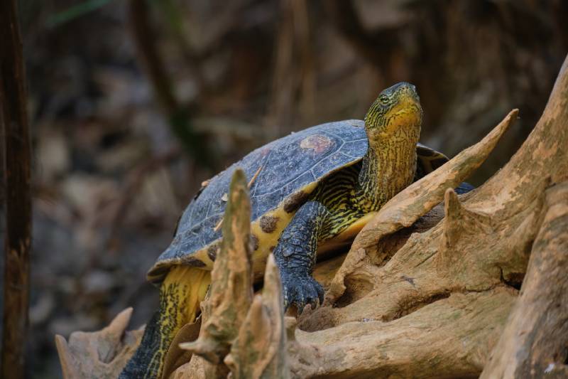turtle sleeping on the log