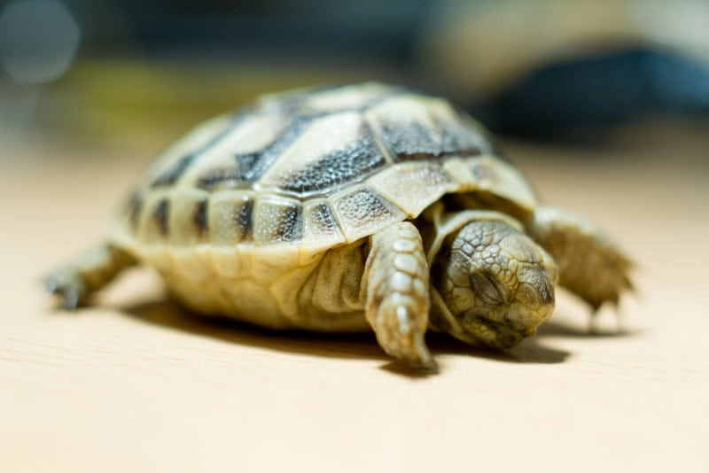 turtle sleeping on the table