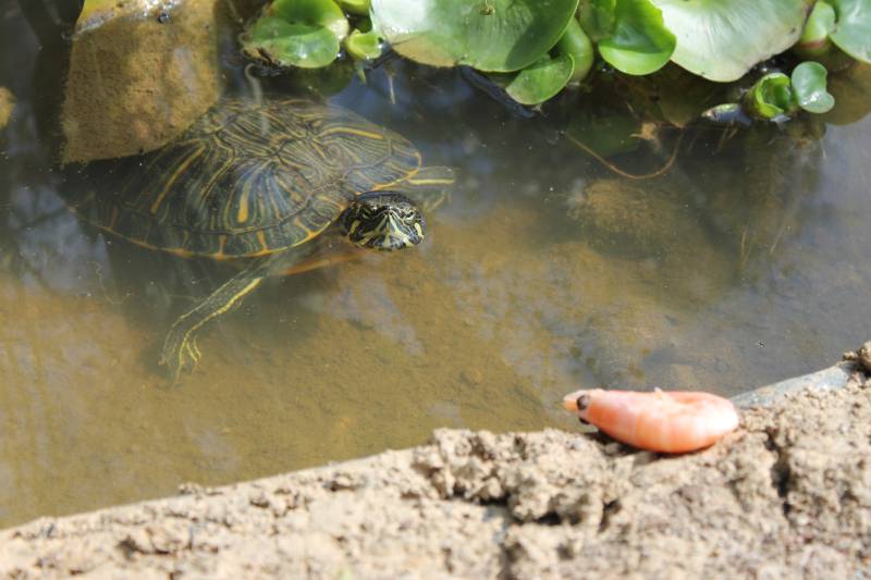 turtle waiting to eat a scrimp at the edge of a pond