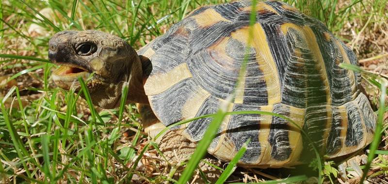turtle with its mouth open on a meadow of grass
